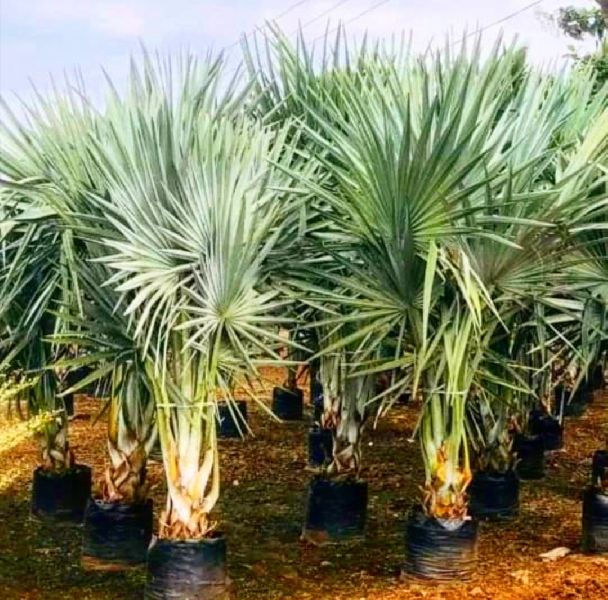 Natural Bismark Palm, for Plantation, Packaging Type : Plastic Bag