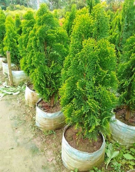 Green Morpankhi Plant