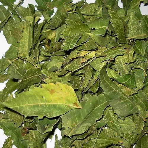 Dried Neem Leaves, Packaging Type : PP Bag at Rs 95 / Kilogram in ...