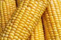 yellow corn