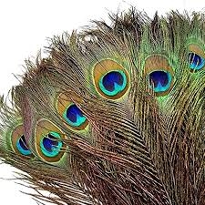 peacock feathers