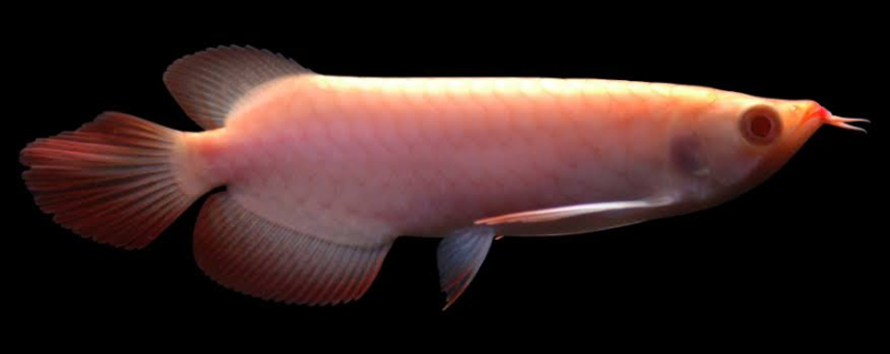 Qian Hu Albino Super Red Arowana At Rs Lakh Piece In North