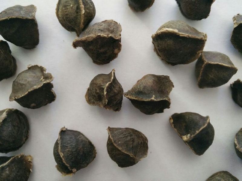 Moringa seed without wings