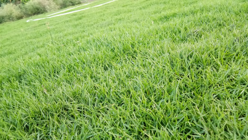 Brother Nursery Australin Lawn Grass, For Garden, Play Ground, Wedding Ground, Color : Green