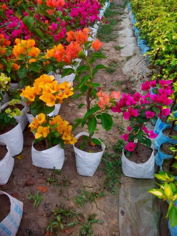 Multi Colour Bougainvillea Plant at Rs 20 / Piece in Kolkata | BROTHER ...