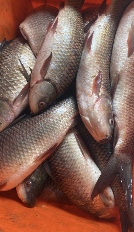 Fresh rohu fish, Packaging Type : Thermocal box 📦 packing