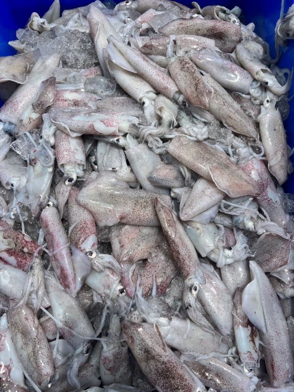 Frozen Squid, Feature : Fresh at Rs 90 / Kilogram in Ratnagiri | QADRI