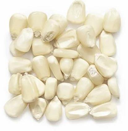 Natural White Maize, For Making Popcorn, Human Food, Shape : Oval