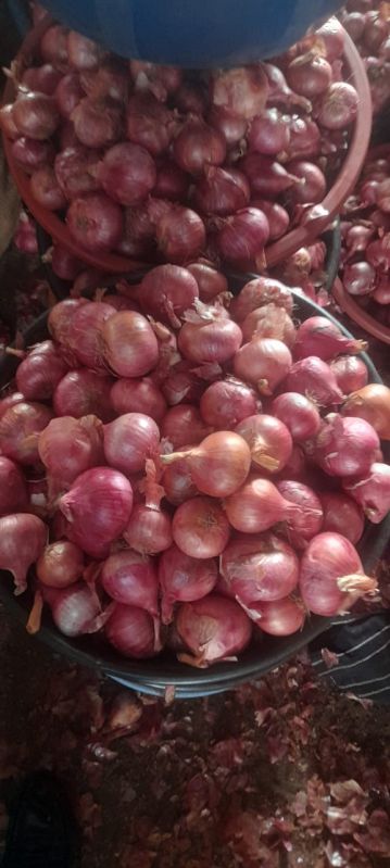 Trader of Red Onion | Muhammad umar qamar food stuff trading llc dubai