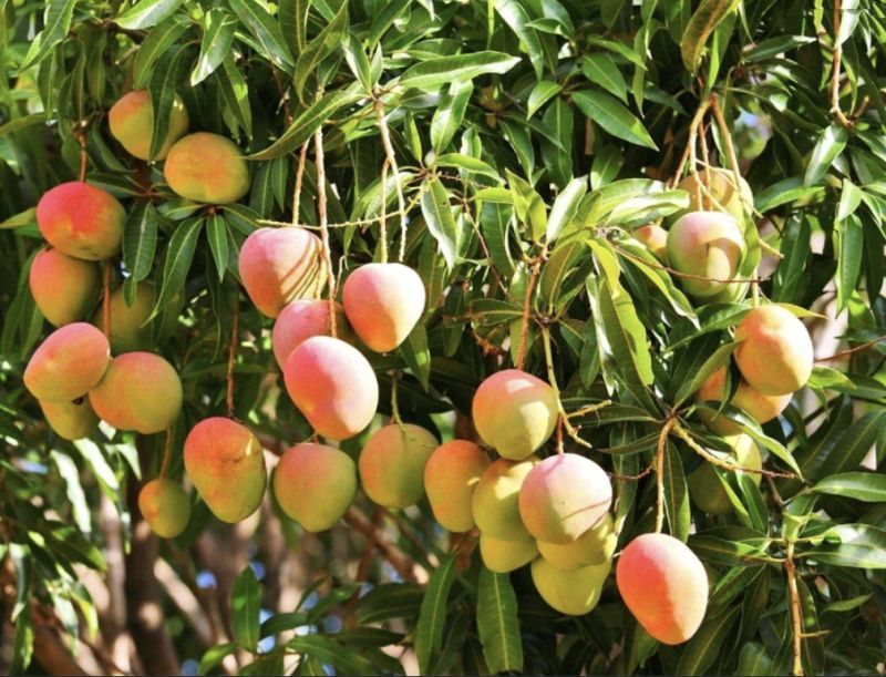 Mango tree, Style : Annual