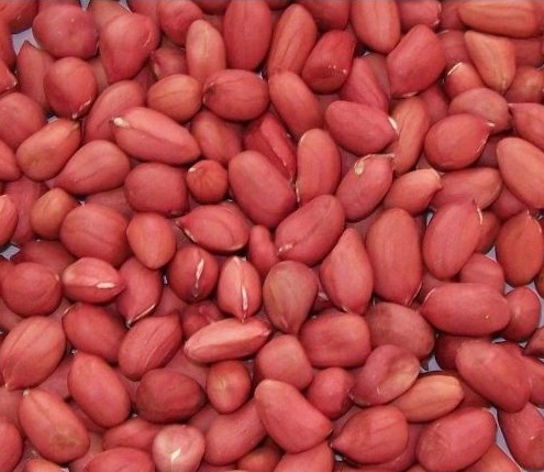 red high oil content groundnut seed