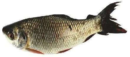 Frozen Mrigal Carp Fish, for Household, Mess, Restaurants, Feature : High In Protein