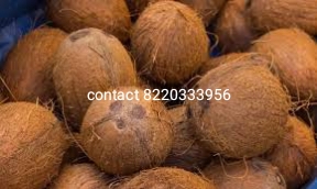 Whole Hard Natural 2kg coconut, for Freshness, Healthy, Packaging Type : Gunny Bags