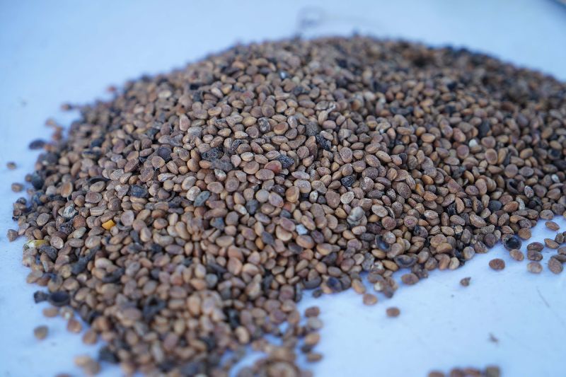 Raw Organic Chironji Seeds, For Cooking, Food Medicine, Cosmetics, Certification : Fssai Certified