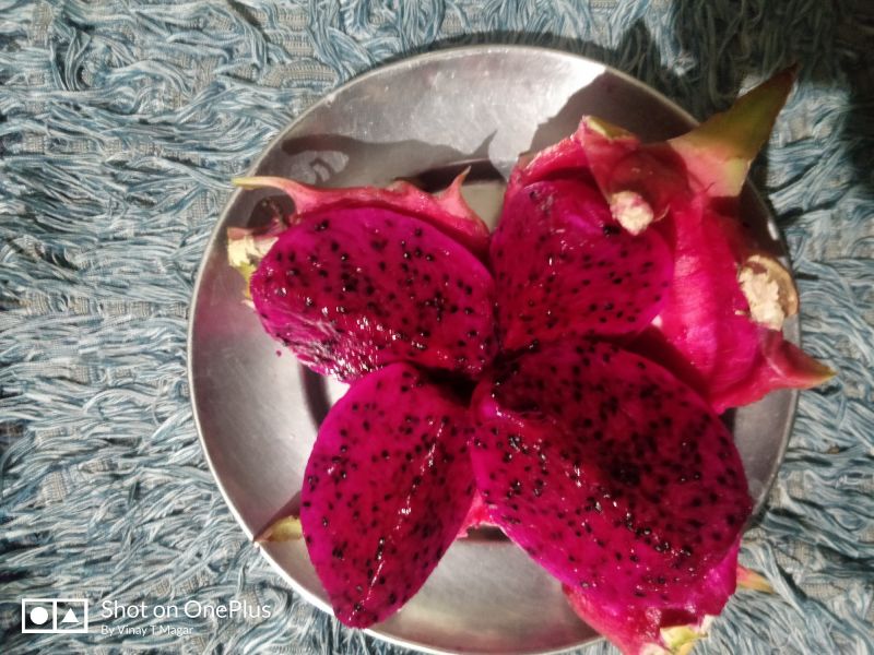KishanTulsiFarm Organic dragon fruit, for Human Consumption, Variety : Red