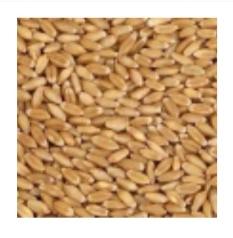 Bharat wheat, Packaging Type : Pp bags
