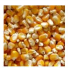 Bharat yellow maize, for Animal feeders