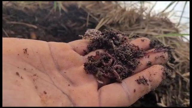 Black-brown Samyuktha Agriproduct Organic Vermicompost, For Agriculture, Packaging Size : 50kg