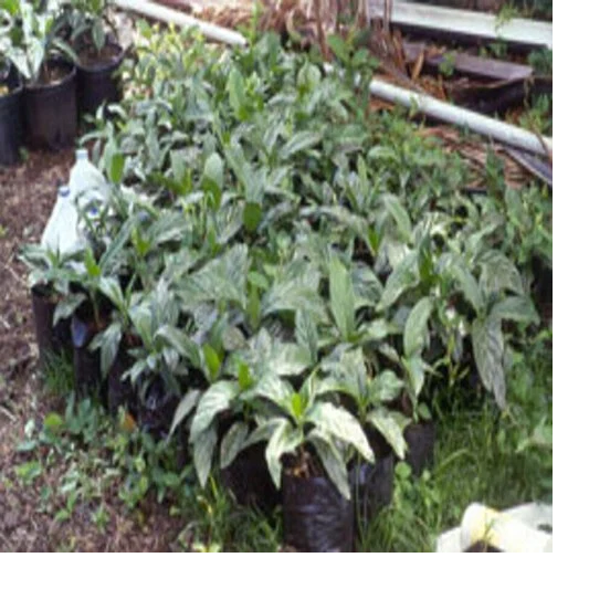 Green Noni Fruit Plant at Rs 120 / Piece in Hyderabad SRI RAGHAVENDRA