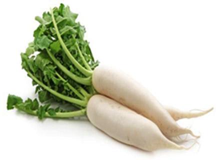 White Fresh Radish, for Agriculture, Cooking, Feature : Gluten Free, Healthy, Non Harmul, Purity