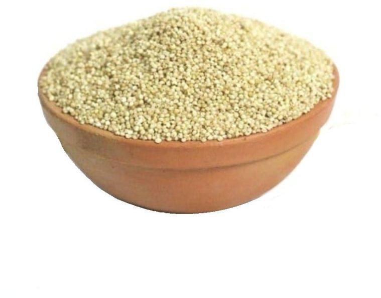 Organic Little Millet Seeds, for Cooking, Cattle Feed, Style : Dried