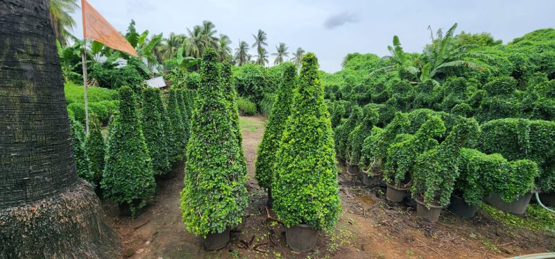 Dark-green Natural topiary plants, for Hotel, School, Office, Length : 2-8 feet