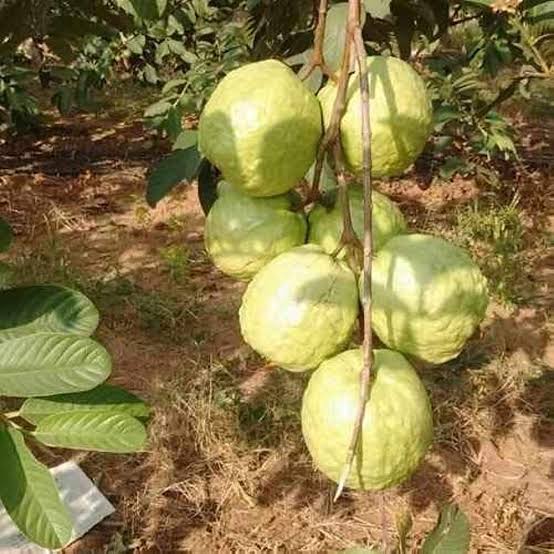 Natural fresh guava, for Human Consumption, Certification : FSSAI Certified