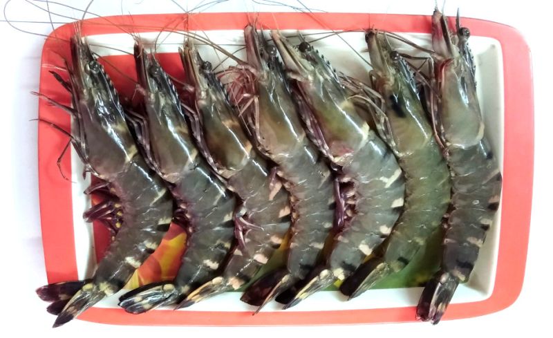 White Fresh Tiger Prawn, Packaging Type : Thermocoal