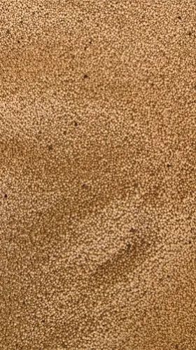 Amaranth Ramdana Grains, for Making Bread, Cooking, Cookies, Bakery Products, Packaging Size : 50 Kg