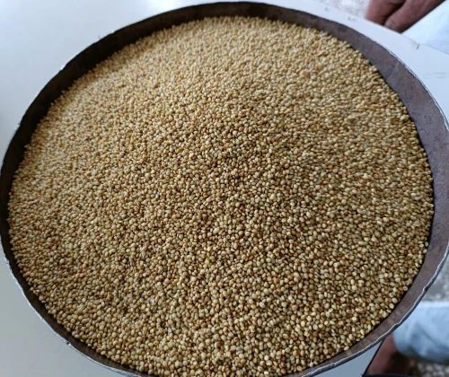 Natural Brown Top Millet Seeds, for Cooking, Style : Dried