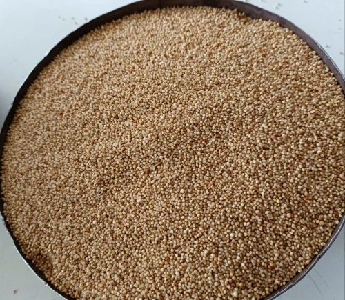 Indian Natural Little Kutki Millet Seeds, For Cooking, Shelf Life : One Year
