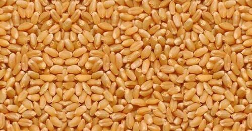 Lokwan Wheat Grains