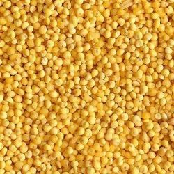 Yellow Millet Seeds