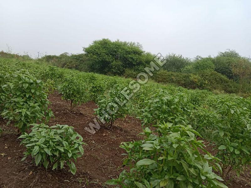 Basil leaves