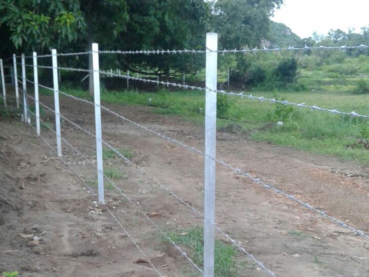 Wire Fencing Service, Surface Treatment : Galvanized