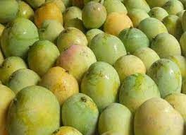 Fresh Malda Mango