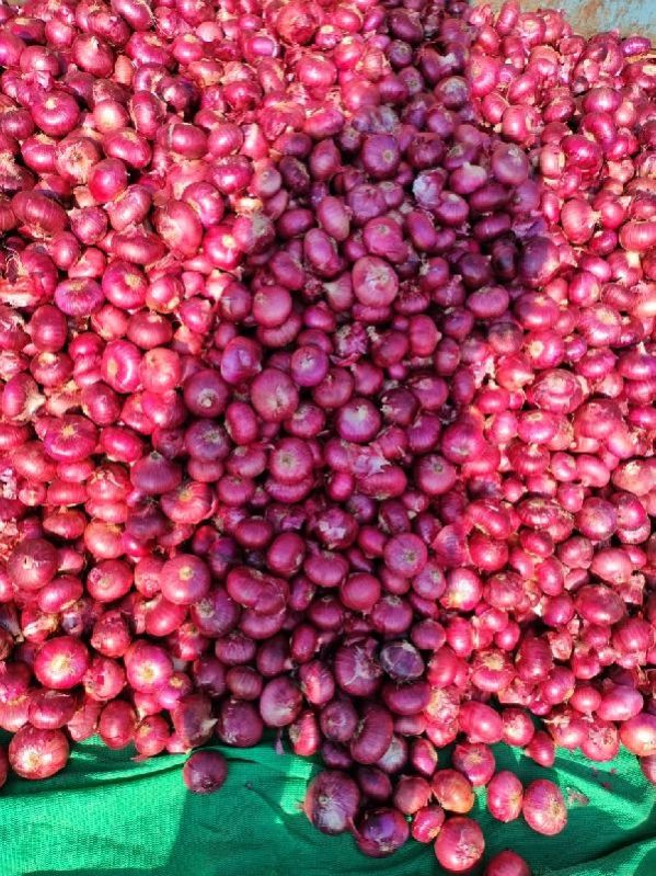 Natural red onion, for Food, Grade : 55+