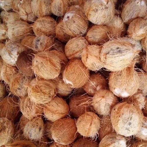 Natural Fresh Husked Coconut, Packaging Type : Gunny Bags, Jute Bags