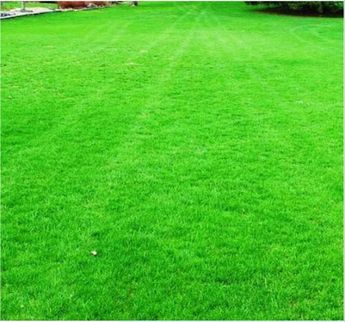 Lawn Grass, for Garden, Color : Green