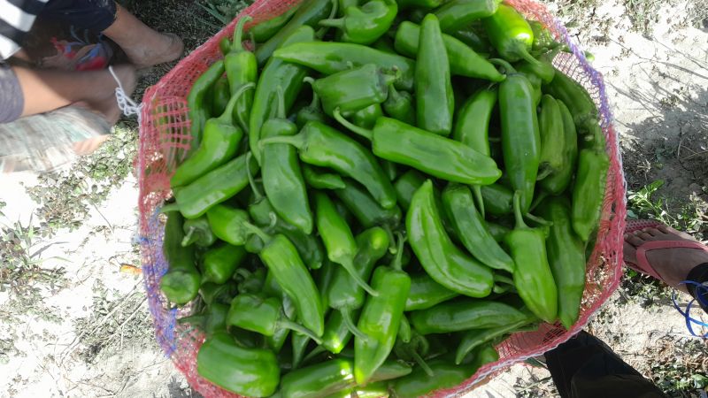 Green chilli, Packaging Type : Plastic Packet