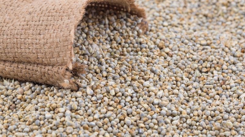 Organic Desharat Millet Seeds, Style : Dried