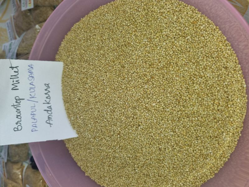 Light Green Browntop Millet Rice, for Cooking, Variety : Hulled