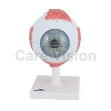 Polished Human Eye Model, for Nursing Institutes, Medical college, Hospitals
