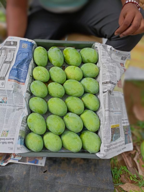 Organic fresh mango, Packaging Size : 20 Kg