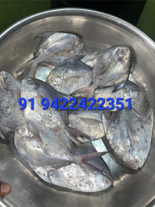 Silver Pomfret Fish, For Business Reselling, Style : Fresh, Frozen