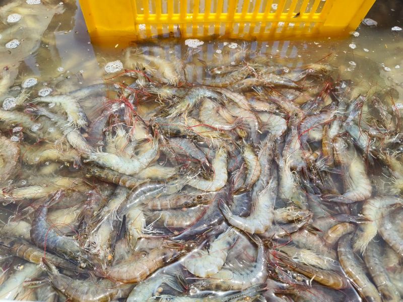 Fresh vannamei prawns, for Business purpose, Packaging Type : Box