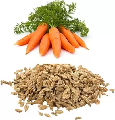 Natural Carrot Seeds, for Human Consumption, Packaging Size : 5-10kg