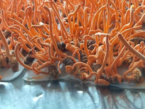 Dark Orange Keeda Jadi Cordyceps Militaris, Form : Raw (Dried)