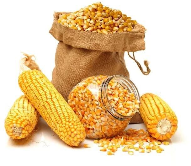 Yellow Corn Animal Feed
