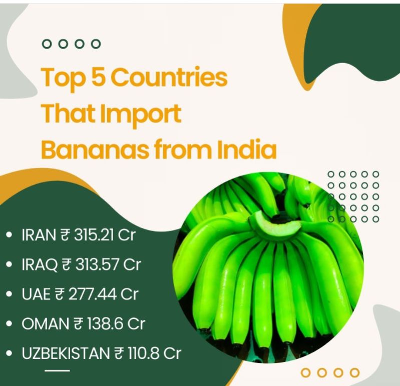 Yellow Organic Green Banana, For Human Consumption, Home, Food, Shelf Life : 20 Days